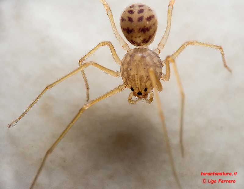 Scytodes sp.; Steatoda triangulosa
